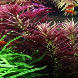 Limnophila hippuroides