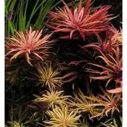 Limnophila hippuroides