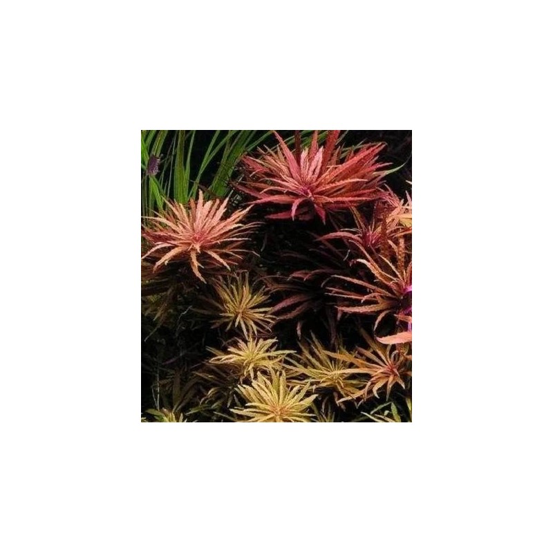 Limnophila hippuroides