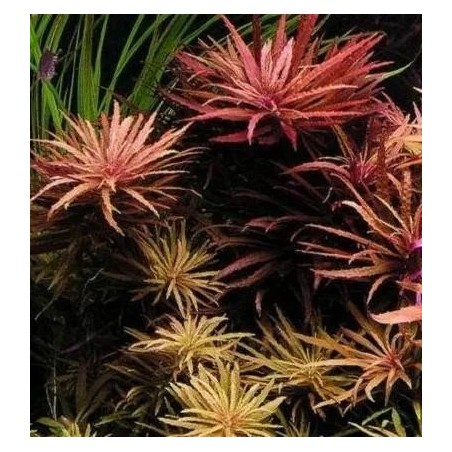 Limnophila hippuroides