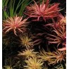 Limnophila hippuroides
