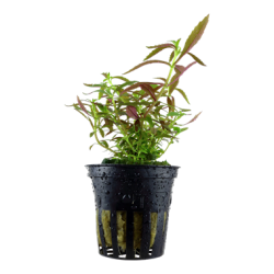 Limnophila hippuroides