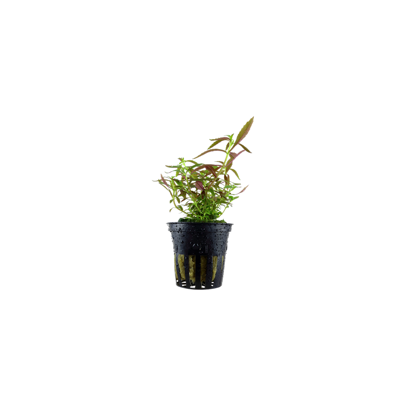 Limnophila hippuroides