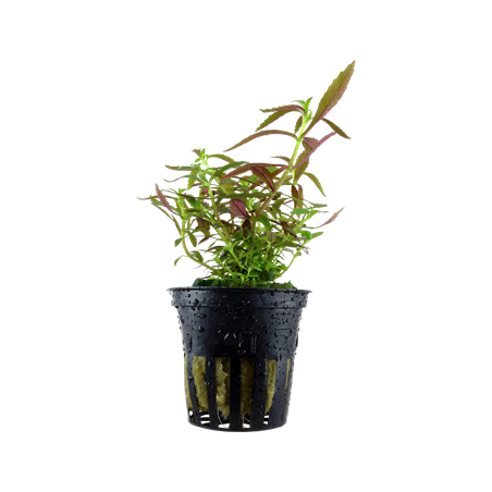 Limnophila hippuroides