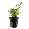 Limnophila hippuroides