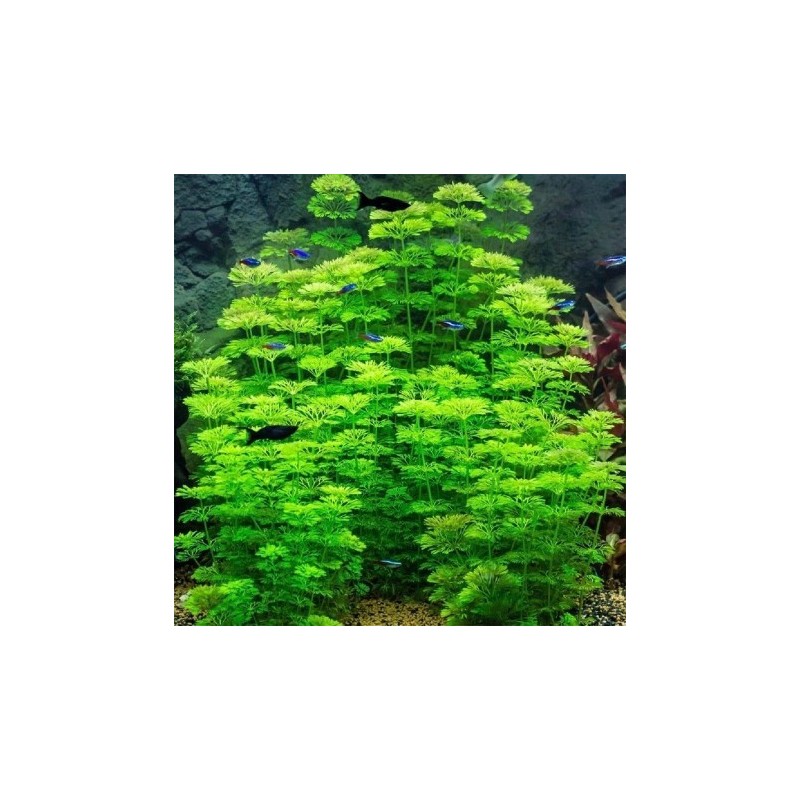 Limnophila sessiliflora Limnophila sessiliflora