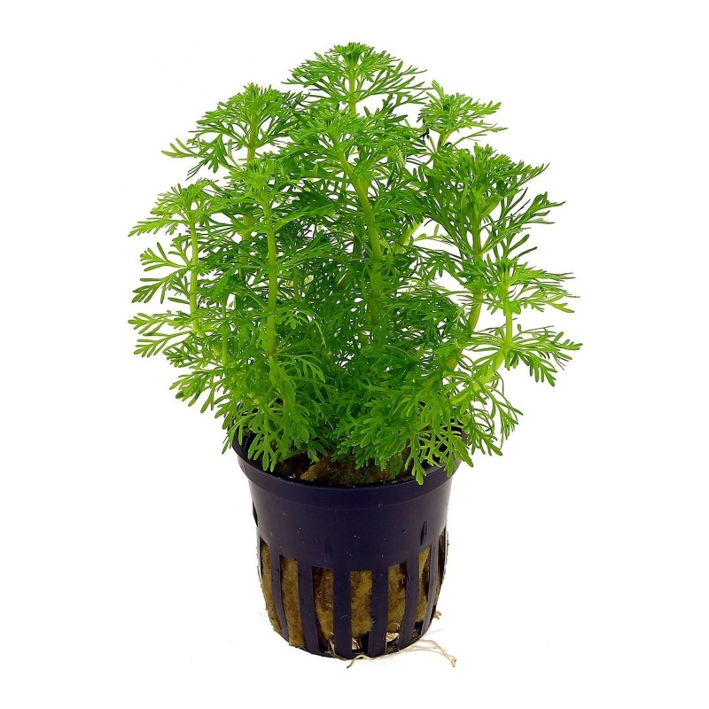 Limnophila sessiliflora