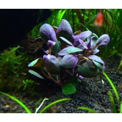 Lobelia cardinalis mini