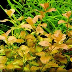 Ludwigia atlantis o parigata
