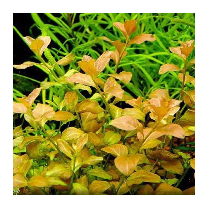 Ludwigia atlantis o parigata Ludwigia atlantis o parigata