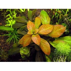 Ludwigia atlantis o parigata