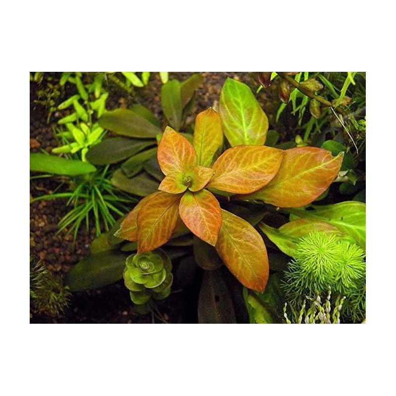Ludwigia atlantis o parigata