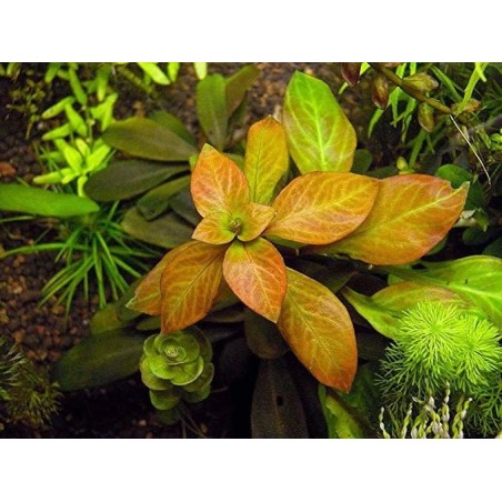 Ludwigia atlantis o parigata