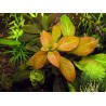 Ludwigia atlantis o parigata