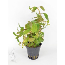 Ludwigia atlantis o parigata