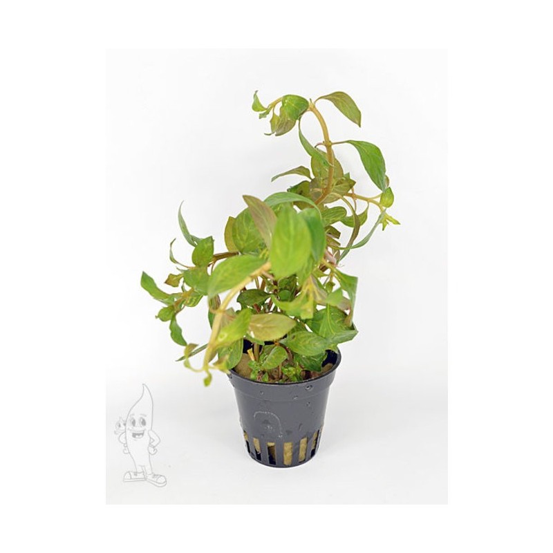 Ludwigia atlantis o parigata
