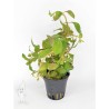 Ludwigia atlantis o parigata
