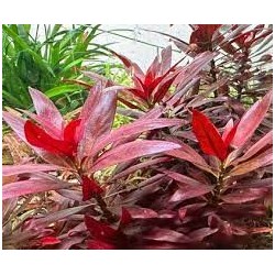 Ludwigia glandulosa