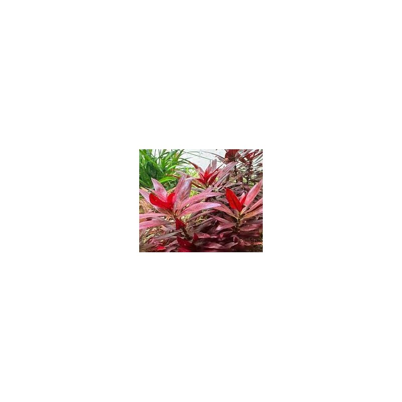 Ludwigia glandulosa Ludwigia glandulosa