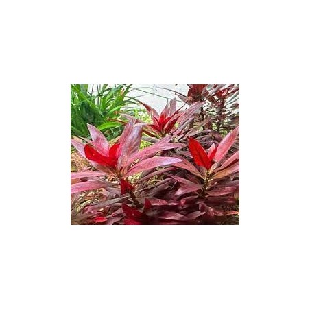 Ludwigia glandulosa