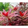Ludwigia glandulosa