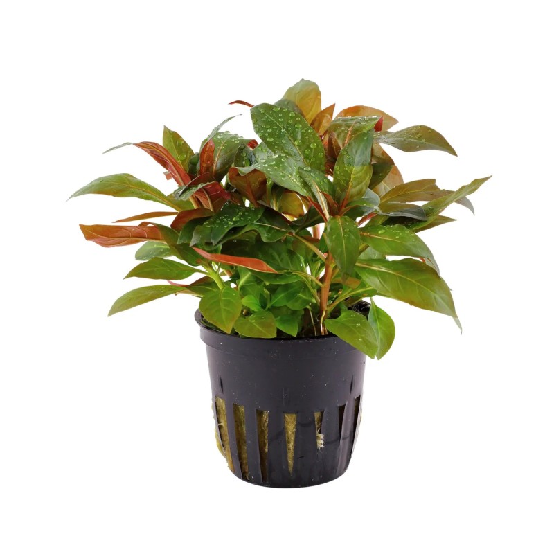 Ludwigia glandulosa