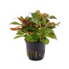 Ludwigia glandulosa