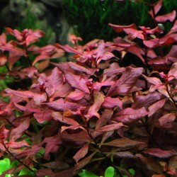 Ludwigia palustris super red