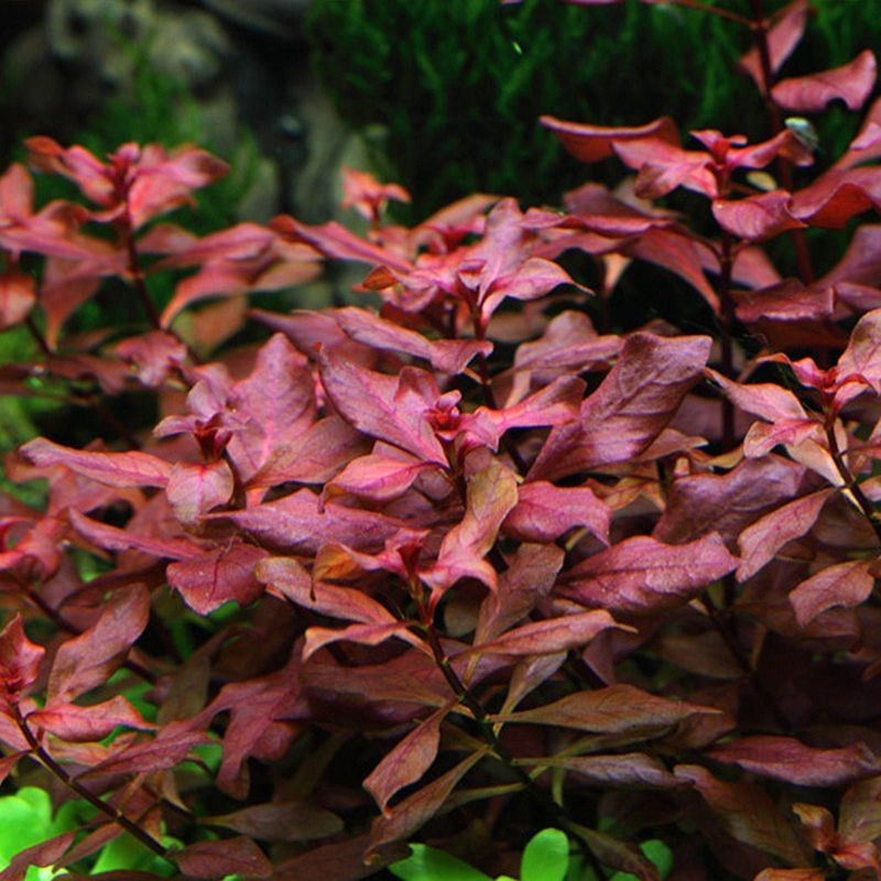 Ludwigia palustris super red Ludwigia palustris super red