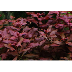 Ludwigia palustris super red