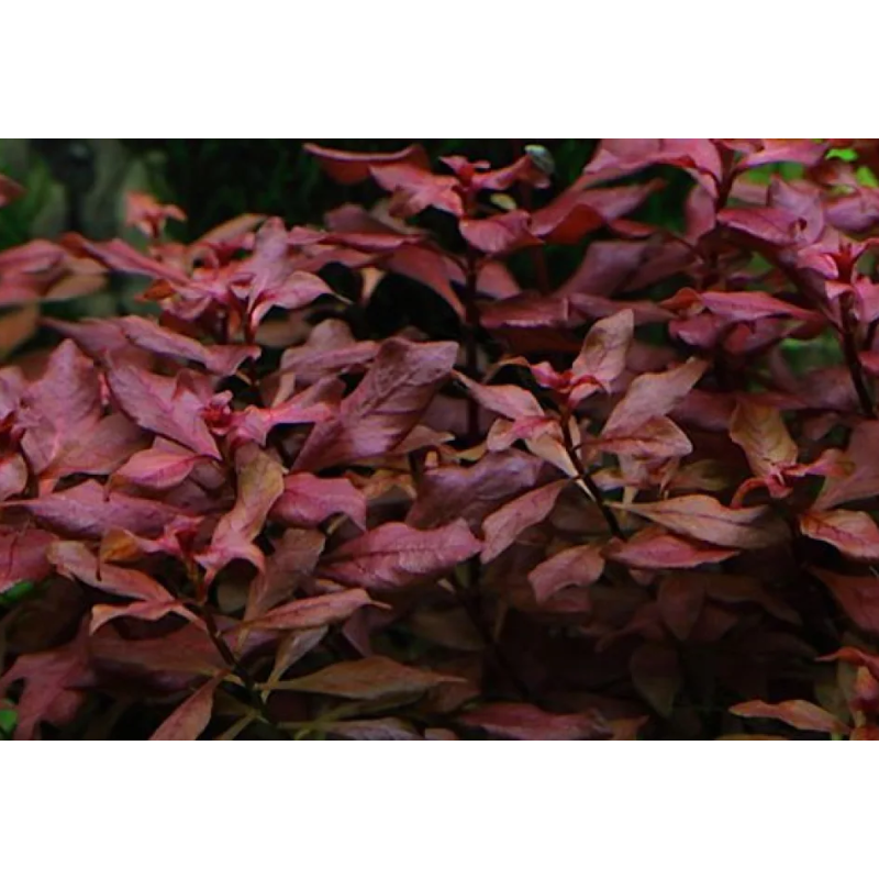 Ludwigia palustris super red
