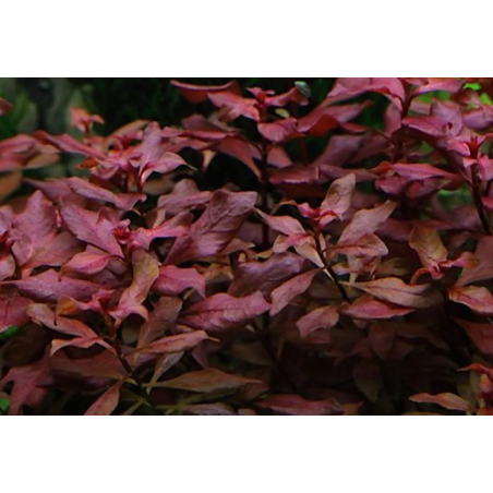 Ludwigia palustris super red