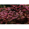 Ludwigia palustris super red