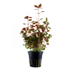 Ludwigia palustris super red