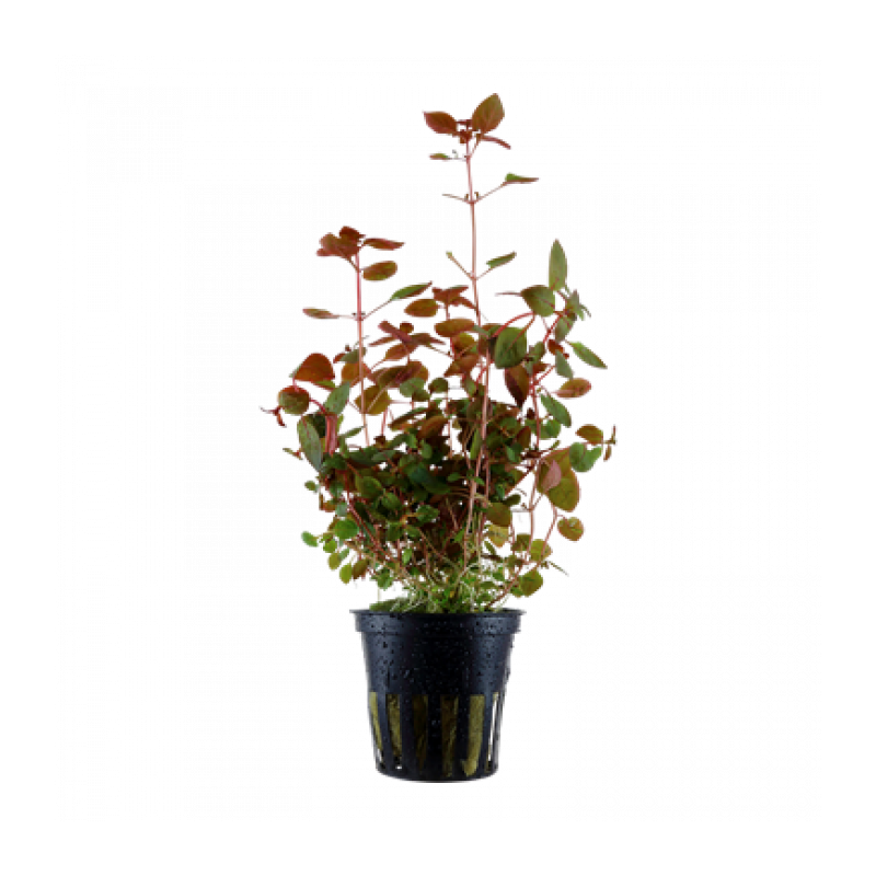 Ludwigia palustris super red