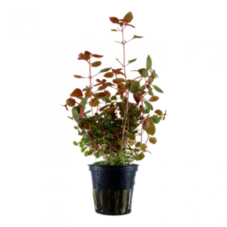 Ludwigia palustris super red