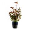 Ludwigia palustris super red