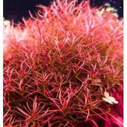 Ludwigia arcuata