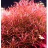 Ludwigia arcuata