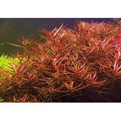 Ludwigia arcuata