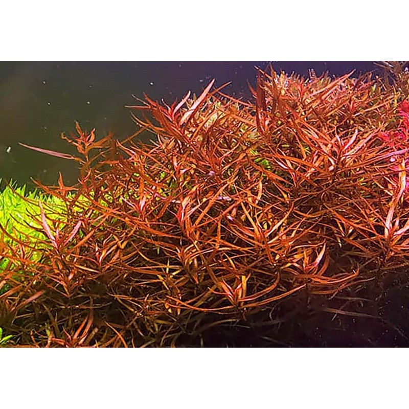 Ludwigia arcuata