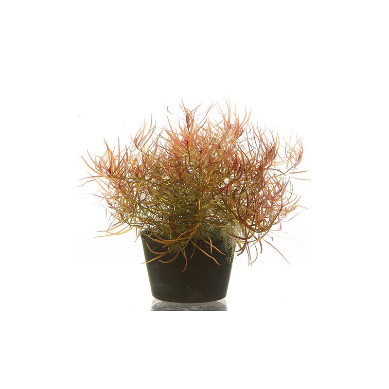 Ludwigia arcuata