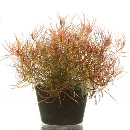 Ludwigia arcuata