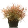 Ludwigia arcuata