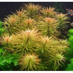 Ludwigia inclinata cuba var. verticillata