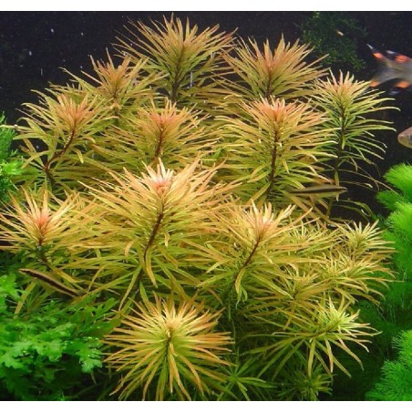 Ludwigia inclinata cuba var. verticillata