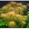 Ludwigia inclinata cuba var. verticillata