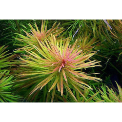 Ludwigia inclinata cuba var. verticillata