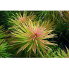 Ludwigia inclinata cuba var. verticillata