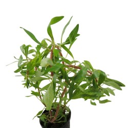 Ludwigia inclinata cuba var. verticillata